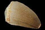 Mosasaur (Prognathodon) Tooth - Morocco #101036-1